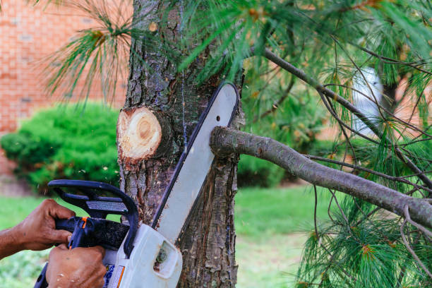 Best Tree Cutting Near Me  in Junction, TX